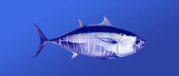 Bigeye tuna (Thunnus obesus)