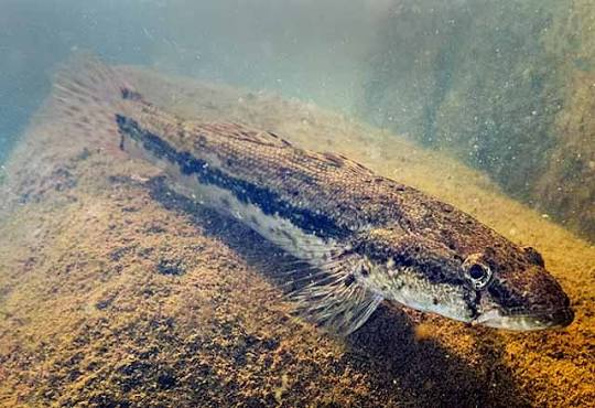 Bigmouth sleeper (Gobiomorus dormitor)