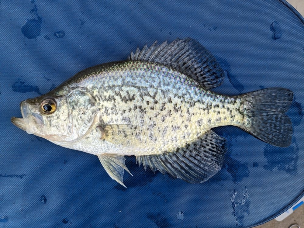 Black crappie (speckled perch) (Pomoxis nigromaculatus)