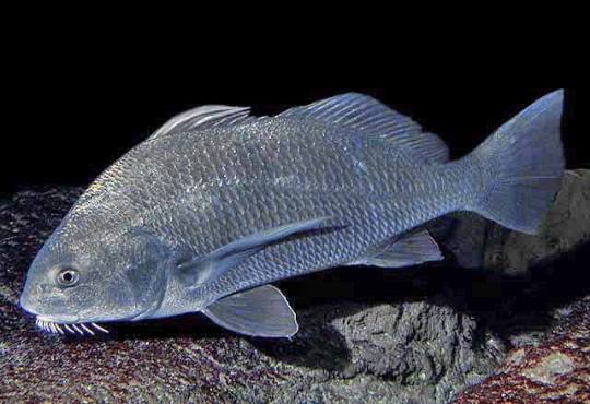Black drum (Pogonias cromis)