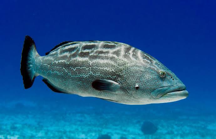 Black grouper (Mycteroperca bonaci)