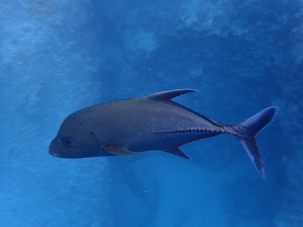 Jurel negro (Caranx lugubris)