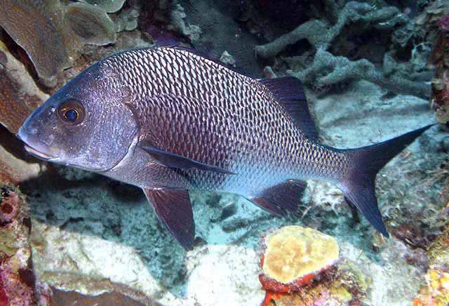 Burro pompón (Anisotremus surinamensis)