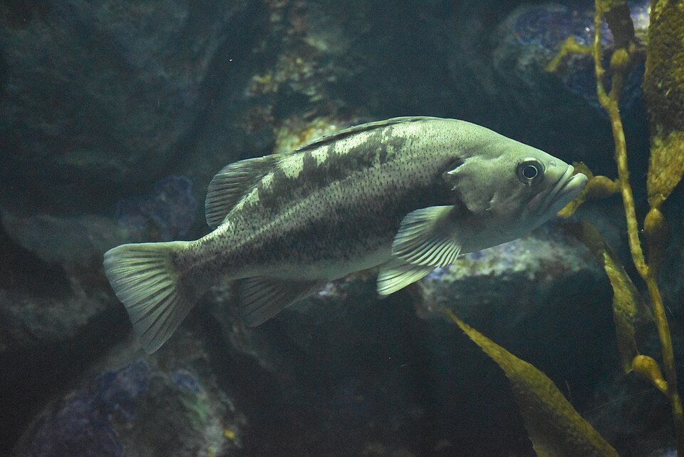 Black rockfish (Sebastes melanops)