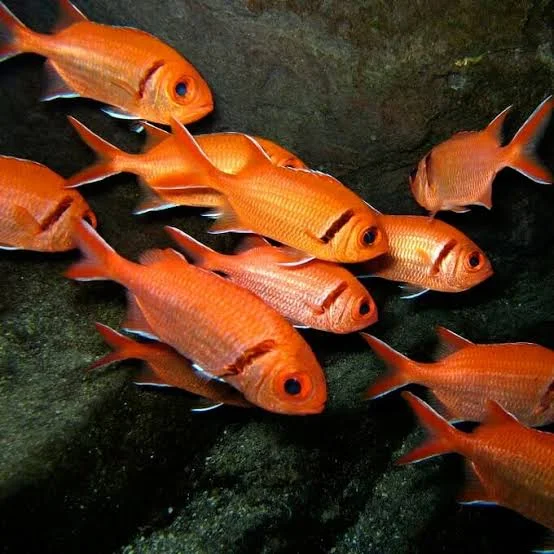 Blackbar soldierfish (Myripristis jacobus)