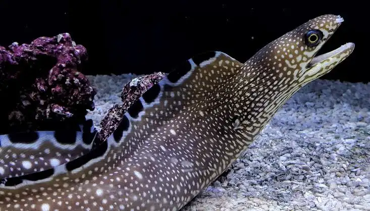 Blackedge moray (Gymnothorax nigromarginatus)