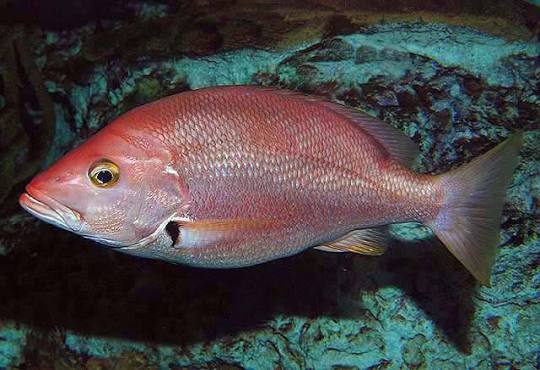 Pargo sesí (Lutjanus buccanella)