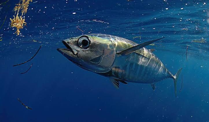 Blackfin tuna (Thunnus atlanticus)