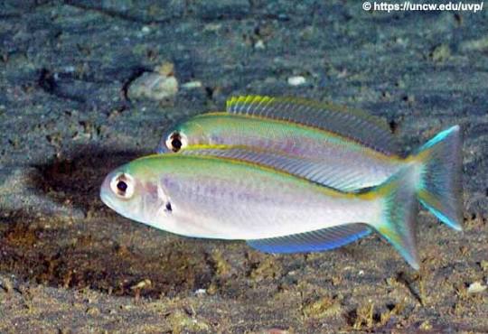 Blanquillo raya negra (Caulolatilus cyanops)