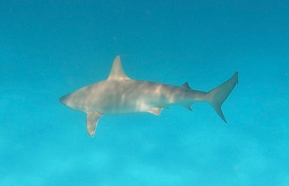Tiburón amarillo (Carcharhinus acronotus)