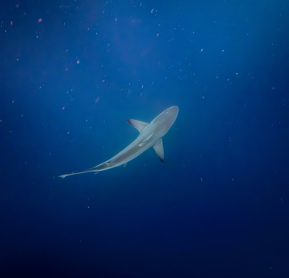 Blacktip shark (Carcharhinus limbatus)