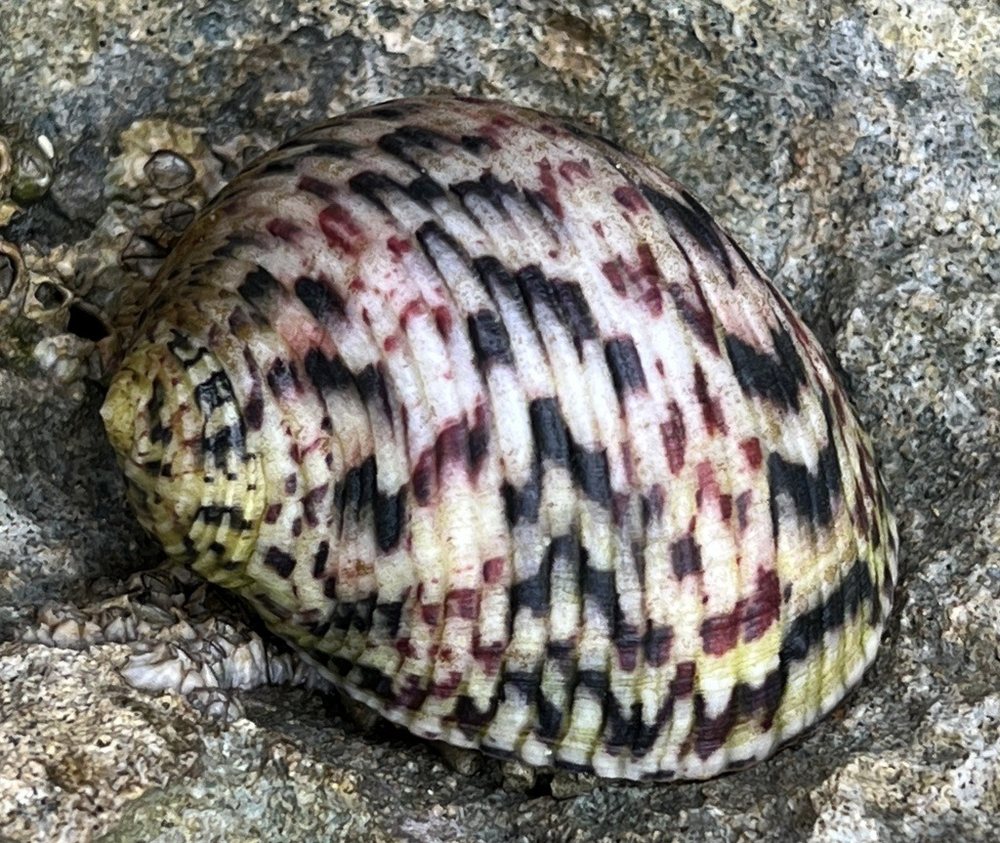 Bleeding tooth (Nerita peloronta)