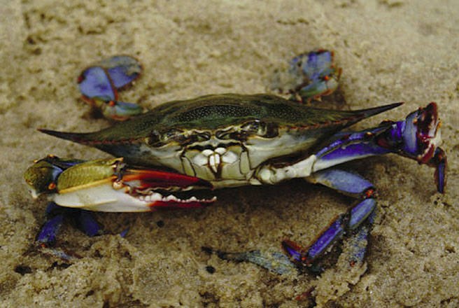 Small Crabs