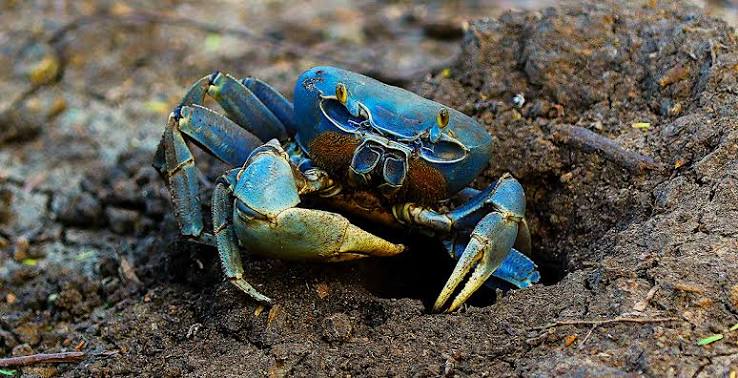 Blue land crab (Cardisoma guanhumi)