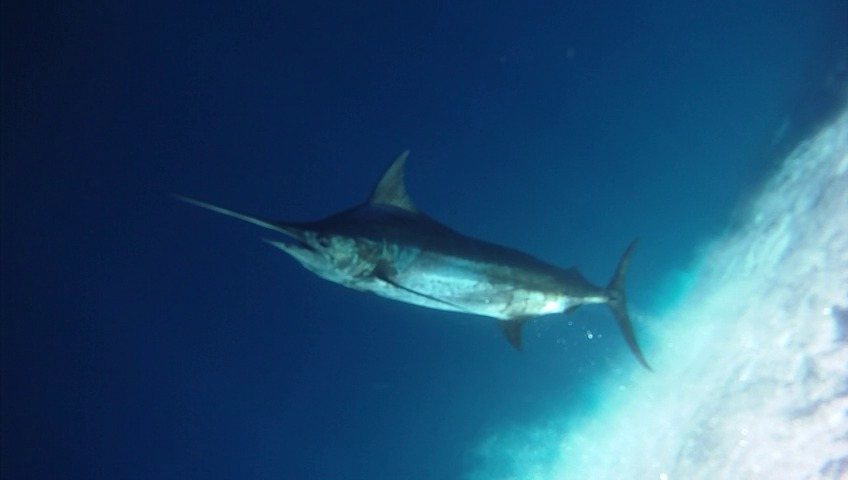 Blue marlin (Makaira nigricans)