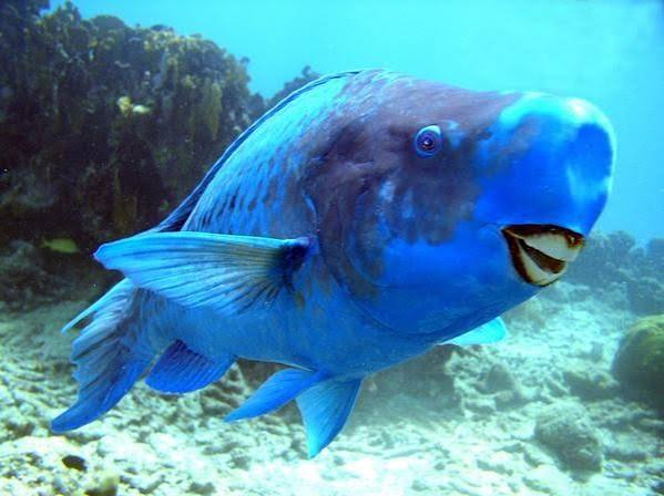 Loro azul (Scarus coeruleus)