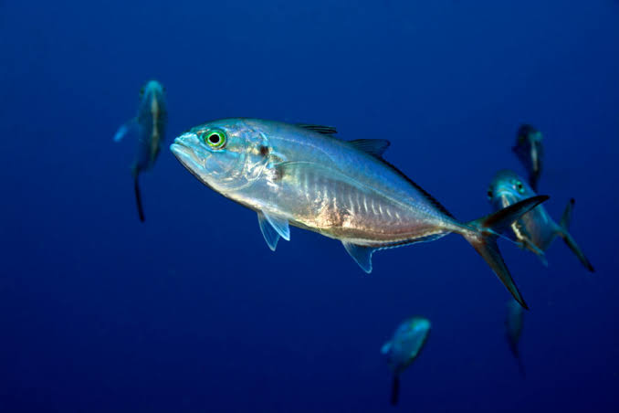 Cojinua negra (Caranx crysos)