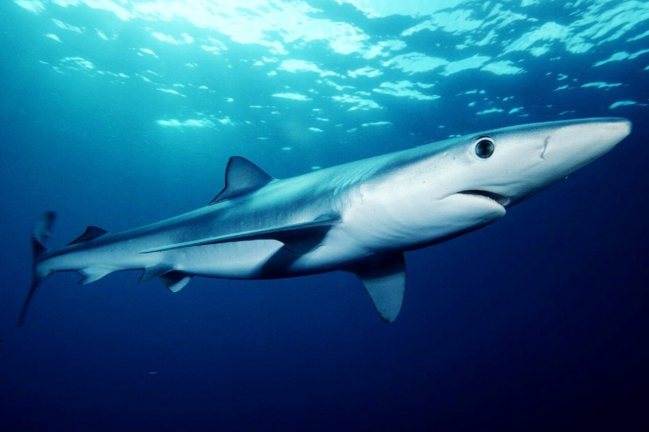 Tiburón azul (Prionace glauca)