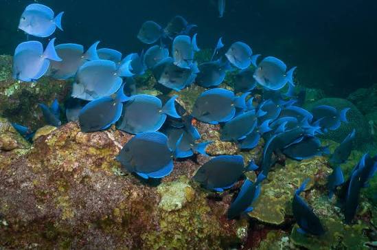 Navajón azul (Acanthurus coeruleus)