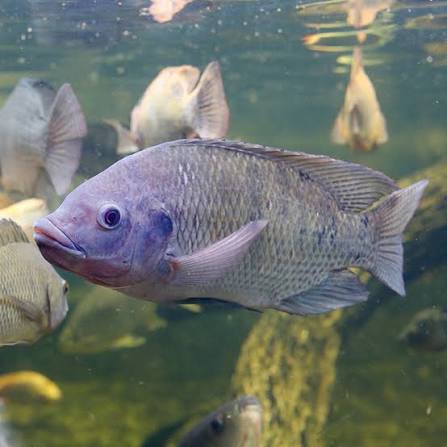Blue tilapia (Oreochromis aureus)