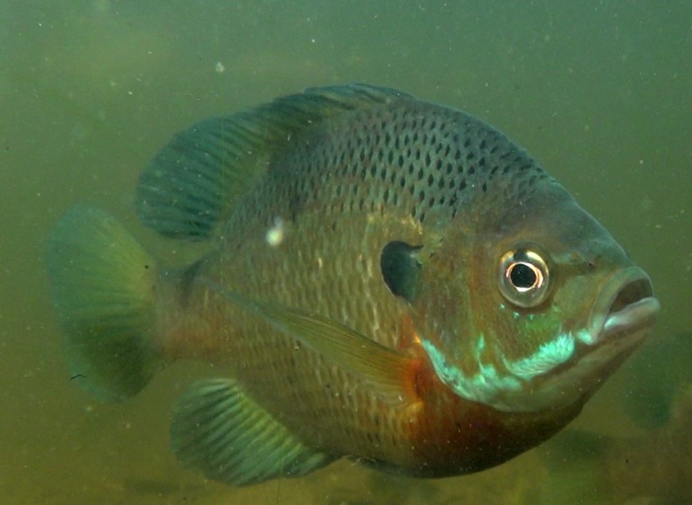 Bluegill (Lepomis macrochirus)