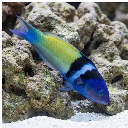 Bluehead (Thalassoma bifasciatum)