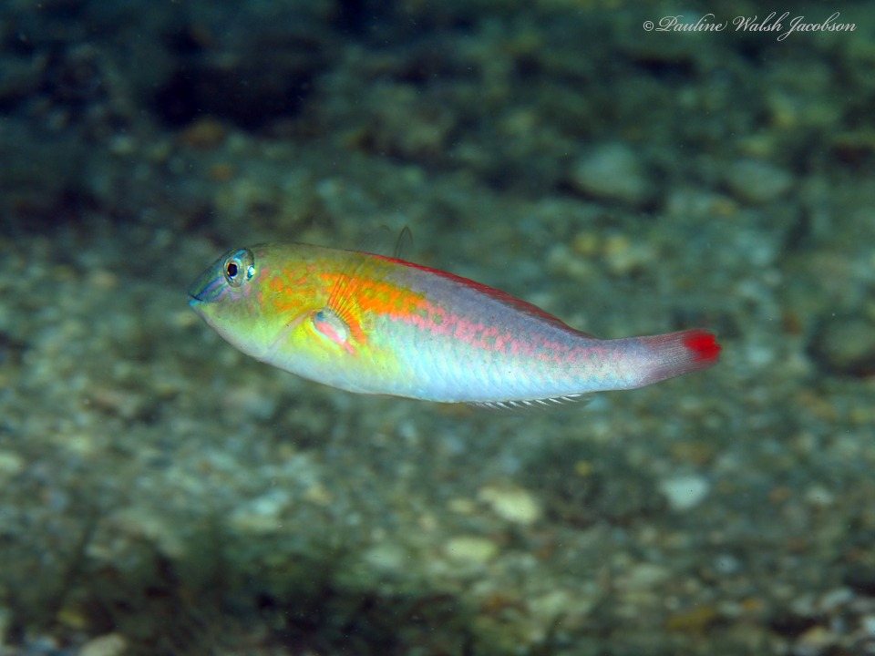 Bluelip parrotfish (Cryptotomus roseus)