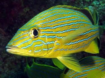 Ronco catire (Haemulon sciurus)