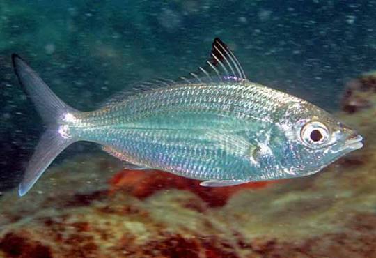 Brazilian mojarra (Eugerres brasilianus)