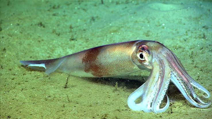 Broadtail shortfin squid (Illex coindetii)