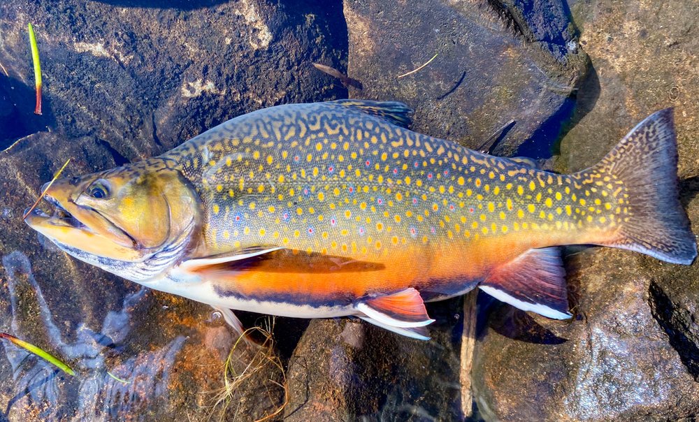 Brook trout (speckled trout) (Salvelinus fontinalis)