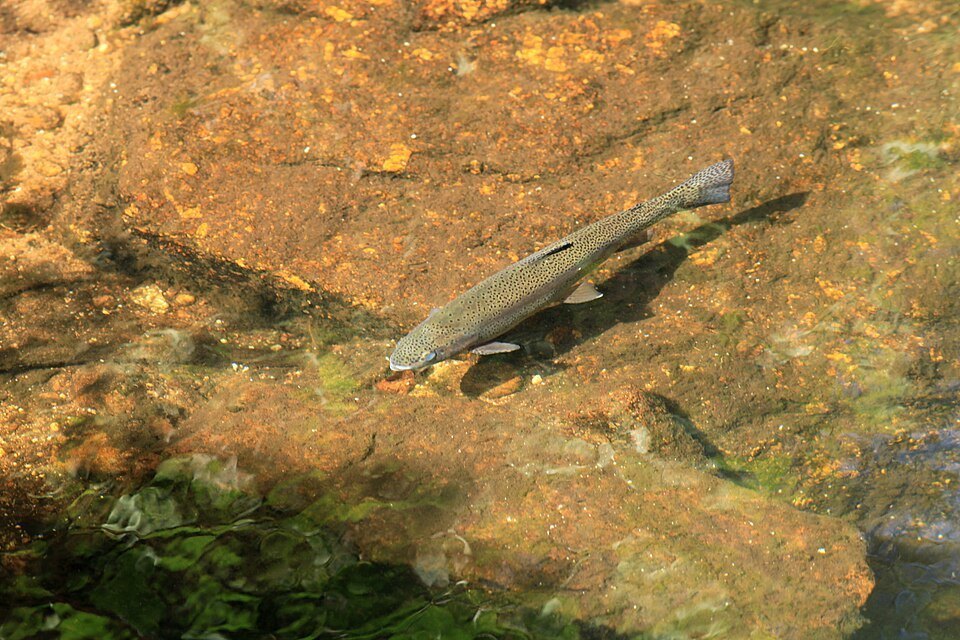 Brown trout (Salmo trutta)
