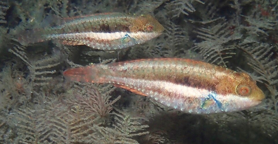 Bucktooth parrotfish (Sparisoma radians)