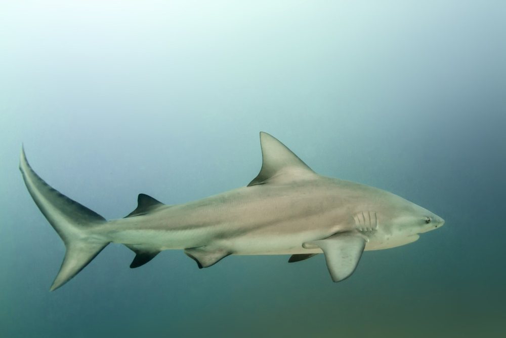 Bull shark (Carcharhinus leucas)
