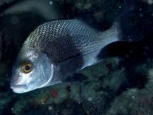 Corocoro crocro (Rhonciscus crocro)