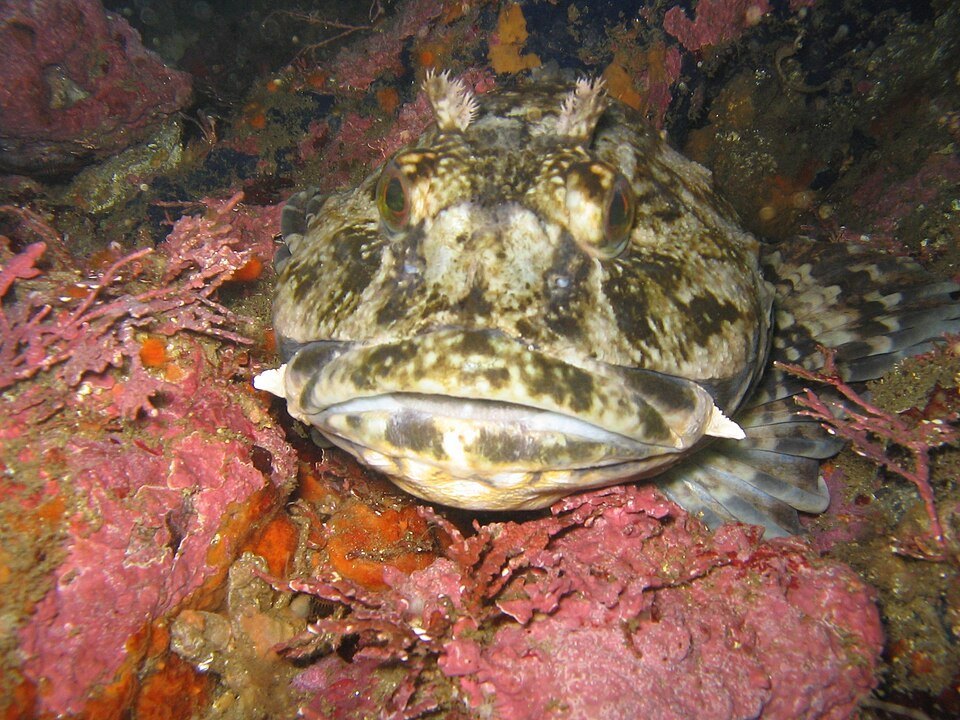 Cabezón (Scorpaenichthys marmoratus)