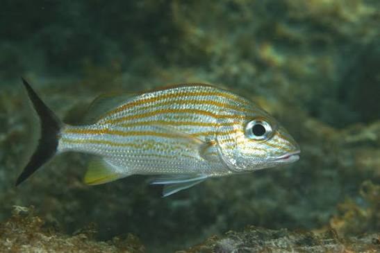 Caesar grunt (Haemulon carbonarium)