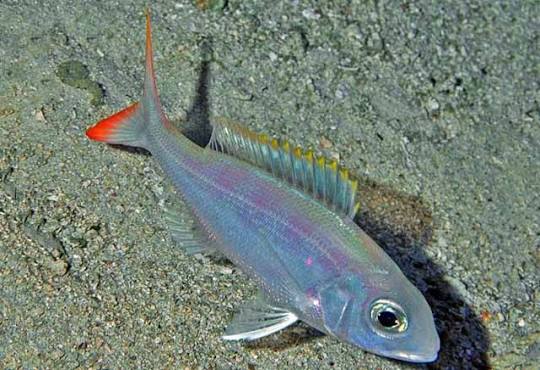 Panchito ojón (Pristipomoides macrophthalmus)