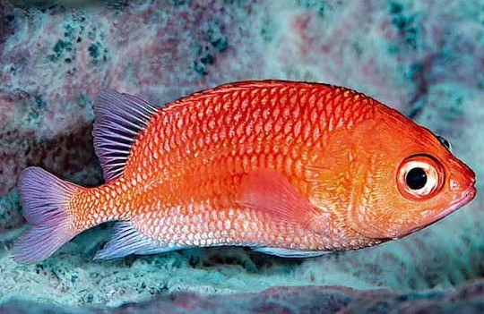 Cardinal soldierfish (Plectrypops retrospinis)