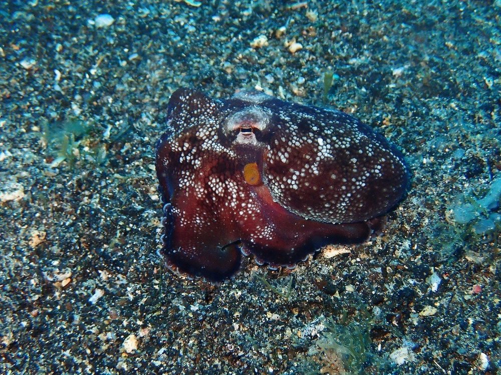 Caribbean armstripe octopod (Amphioctopus burryi)