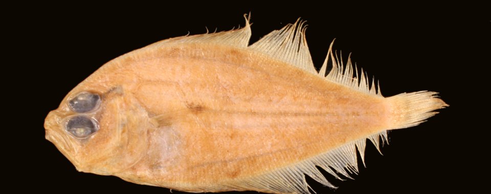 Lenguado del Caribe (Trichopsetta caribbaea)