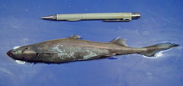 Tollo lucero antillano (Etmopterus hillianus)