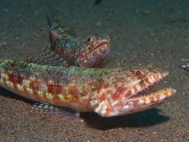 Lagarto Caribeño (Saurida caribbaea)