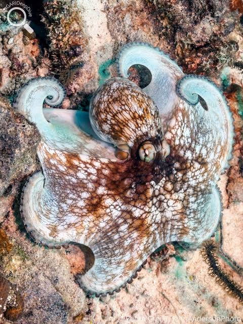 Pulpo de arricife (Octopus briareus)