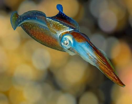 Calamar de arrecife (Sepioteuthis sepioidea)
