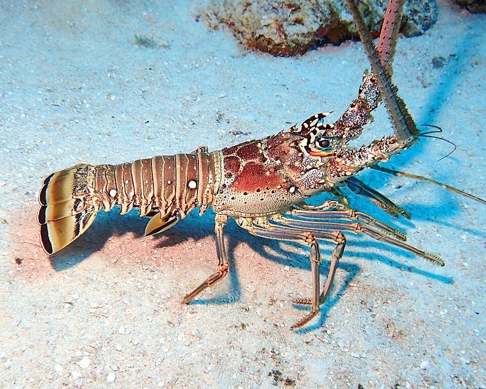 Langosta común del Caribe (Panulirus argus)
