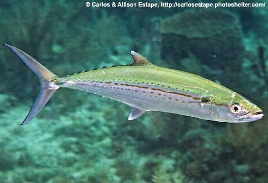 Cero (Scomberomorus regalis)