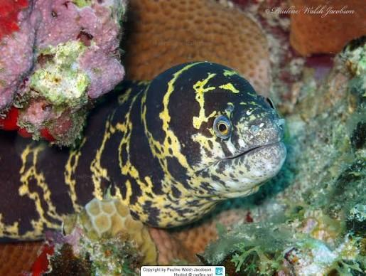 Chain moray (Echidna catenata)