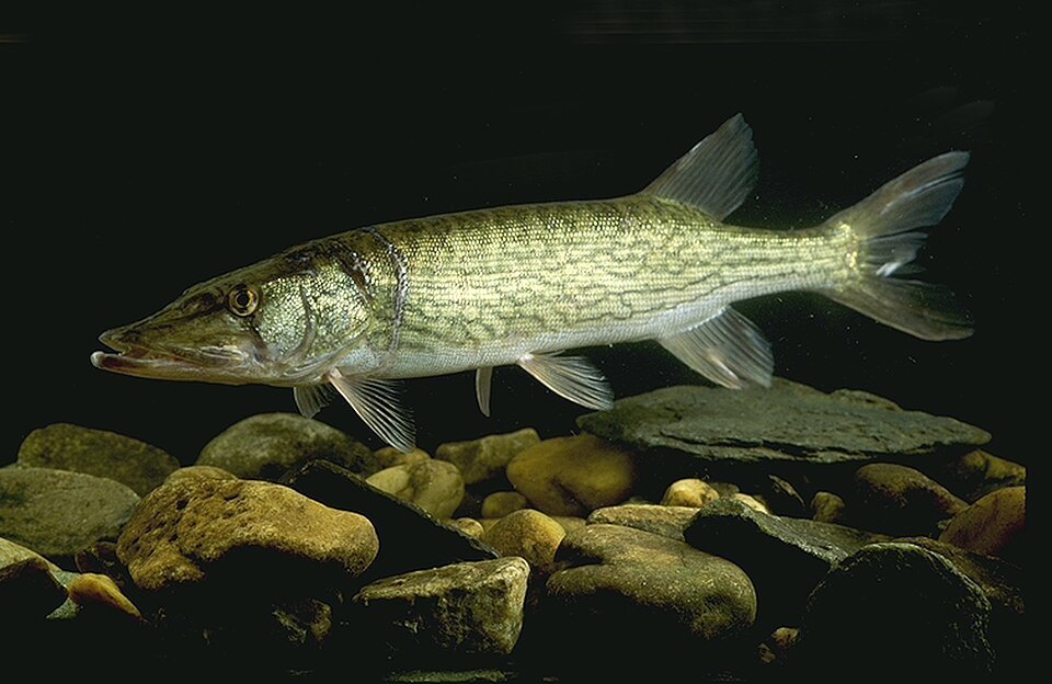 Chain pickerel (Esox niger)