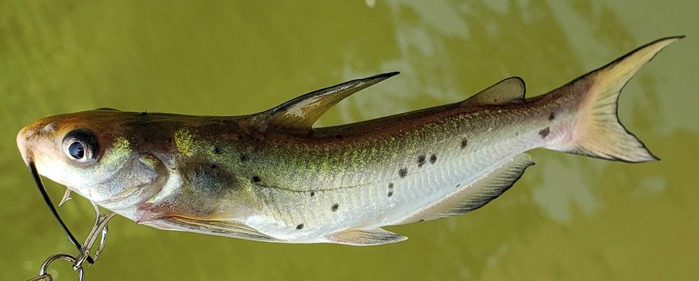 Ictalurus punctatus (Ictalurus punctatus)